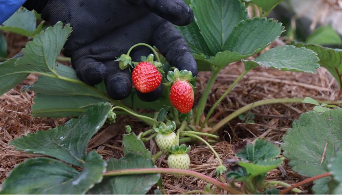 Foto: Tecpar Produtor orgânico certificado pelo Tecpar tem juros reduzidos no Plano Safra